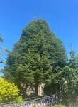 Plant name: Little-leaf Linden Tilia cordata 
